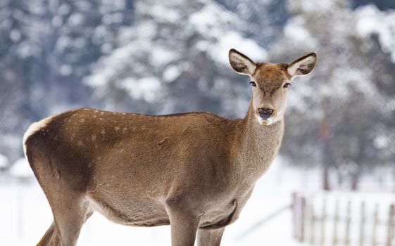 roe deer in winter snow 