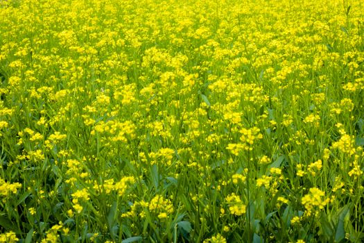 Panoramic view of blossoming oil seed field. Beautiful countryside rural summer landscape with blooming rapeseed. . Canola at spring time in india village. With copy scape room for text.