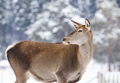 roe deer in winter snow 