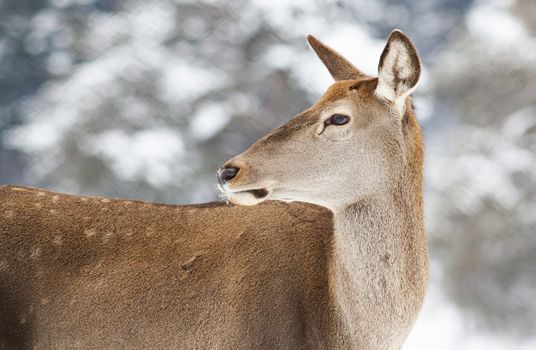 roe deer in winter snow 