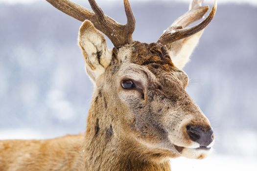 noble deer male in winter snow 