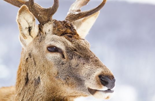 noble deer male in winter snow 