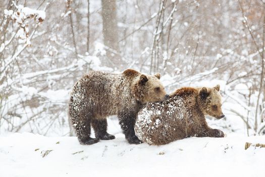 bear cubs playing in snow