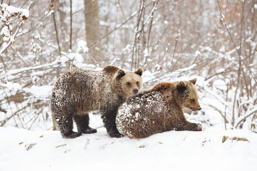 bear cubs playing in snow