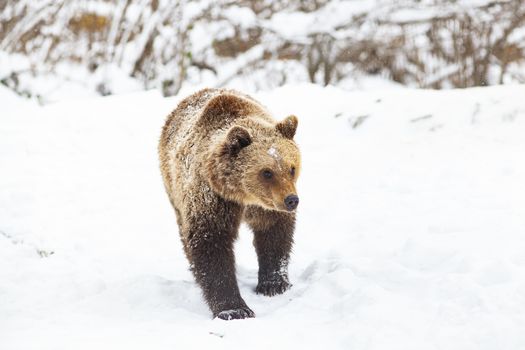 brown bear in snow