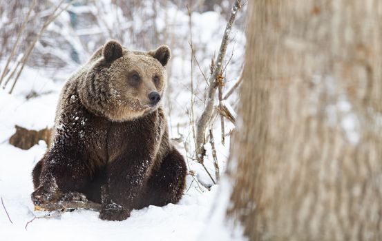 brown bear in snow