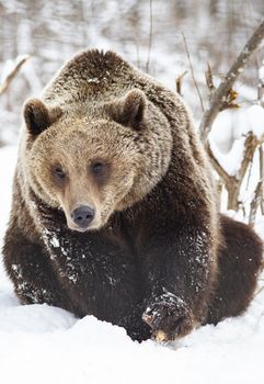 brown bear in snow