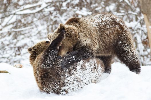 bear cubs playing in snow