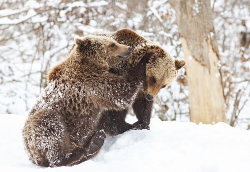 bear cubs playing in snow