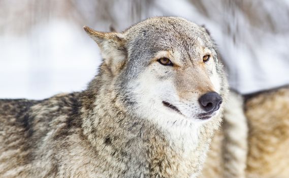 wolf in snow