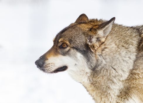 wolf in snow