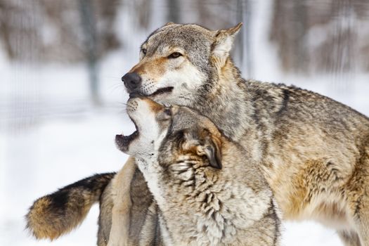 wolves playing in snow