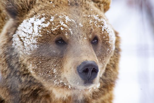 brown bear in snow