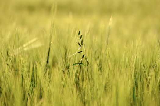 image of a corn field near Maisach in Bavaria, Germany in the evening