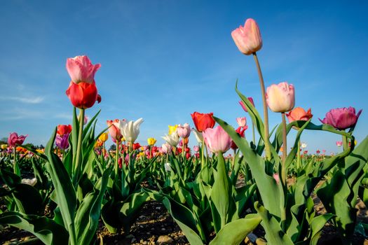 Field of tulips with blue sky on a sunny day in spring