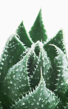 Aloe Vera On White Background