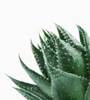 Aloe Vera On White Background