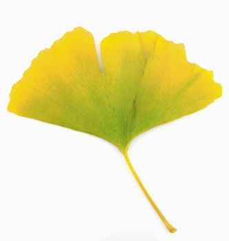 Ginkgo leaf isolated on white background.