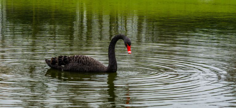 beautiful black swan floating in the water, big waterbird from Australia