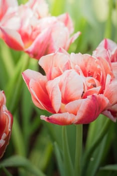 Beautiful bouquet of tulips. colorful tulips. nature background