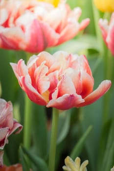 Beautiful bouquet of tulips. colorful tulips. nature background