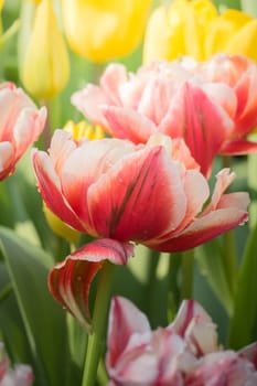 Beautiful bouquet of tulips. colorful tulips. nature background