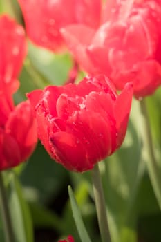 Beautiful bouquet of tulips. colorful tulips. nature background