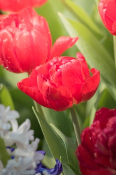 Beautiful bouquet of tulips. colorful tulips. nature background