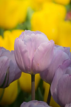 Beautiful bouquet of tulips. colorful tulips. nature background