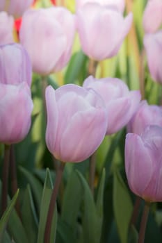 Beautiful bouquet of tulips. colorful tulips. nature background