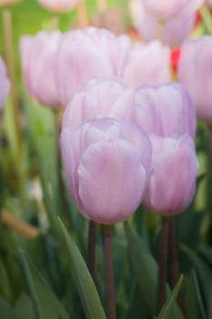 Beautiful bouquet of tulips. colorful tulips. nature background