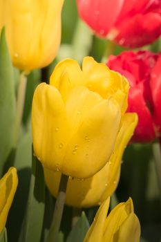 Beautiful bouquet of tulips. colorful tulips. nature background