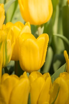 Beautiful bouquet of tulips. colorful tulips. nature background