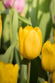 Beautiful bouquet of tulips. colorful tulips. nature background