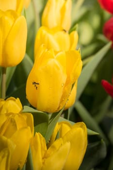 Beautiful bouquet of tulips. colorful tulips. nature background