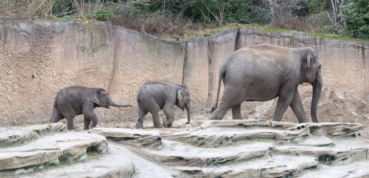 Mother and baby elephant standing on sand