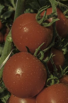 bunch of red tomato on the plant bright colors