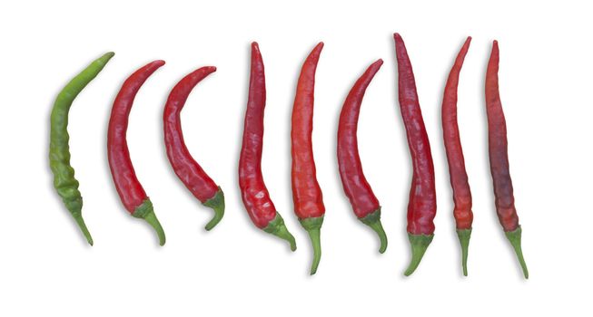 red chilis in a row with one single green chili pepper