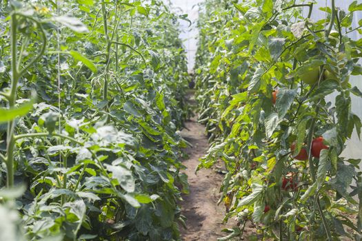 Tomato plants rows in a greenhouse with tomato flowers and fruits