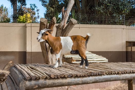 A goat playing on a wooden deck in Bellville, South Africa