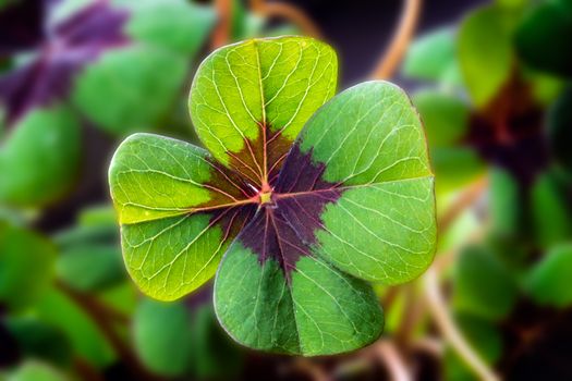Detail Image of lucky clover with four leaves