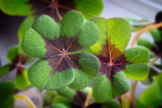 Image of lucky clover in a flowerpot on a window