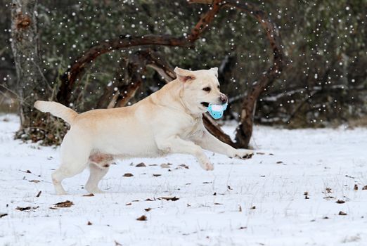 the yellow labrador running  in the snow in winter with a green toy