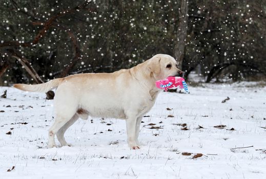 yellow labrador running in winter in snow with a red toy
