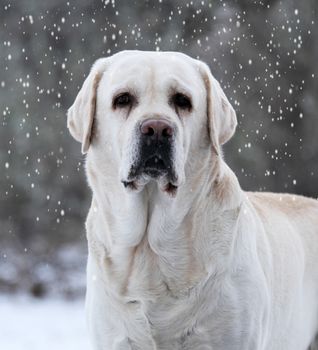 yellow labrador in winter in snow portrait close up