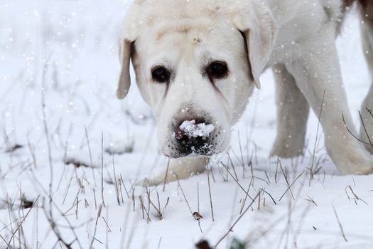 yellow labrador in winter in snow portrait close up