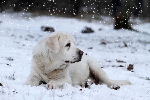 yellow labrador in winter in snow portrait close up