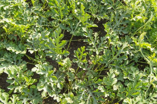 Young shoots of watermelon growing on the soil in the garden, the Cultivation of melons.