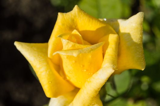 Lovely yellow rose flower with water drops close-up in morning sunlight, selective focus.