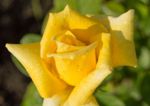 Lovely yellow rose flower with water drops close-up in morning sunlight, selective focus.
